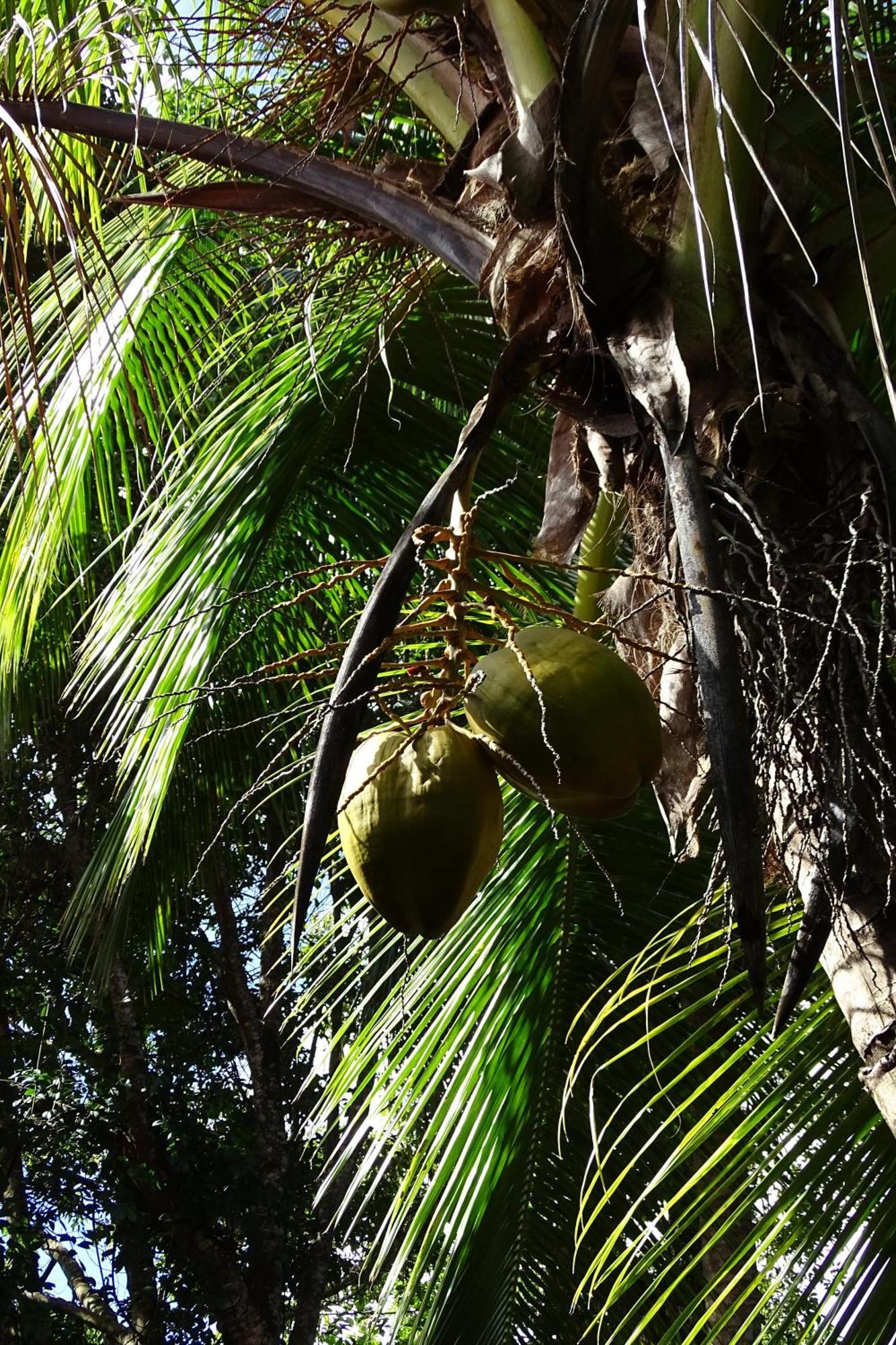 Cozy T2 Calme Au Coeur De La Nature Trinite  Exterior foto